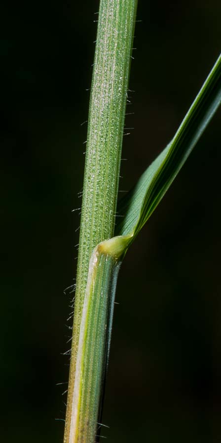 Arrhenatherum elatius / Avena altissima